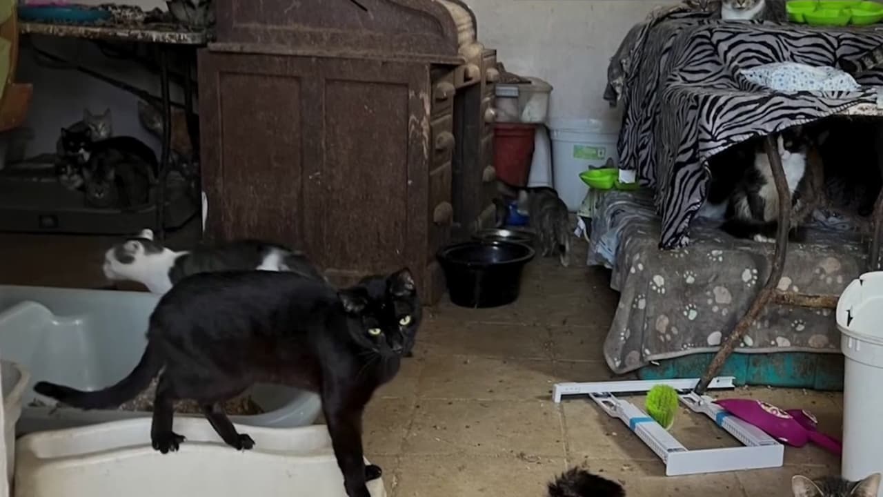 Rescatan 64 gatos de una casa en Garland, Texas, en condiciones críticas