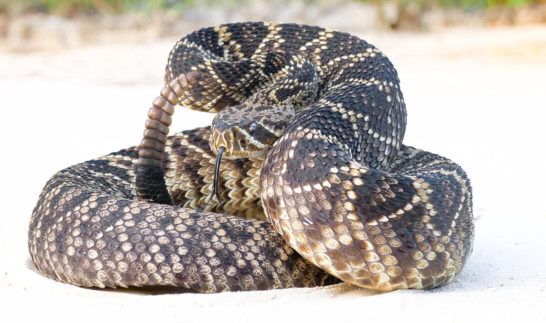 <b>Arizona Black Rattlesnake</b>
<br>Esta serpiente se encuentra en el centro de Arizona. Miden entre 24 y 48 pulgadas de largo. Viven en los bosques en altitudes superiores a los 4000 pies.