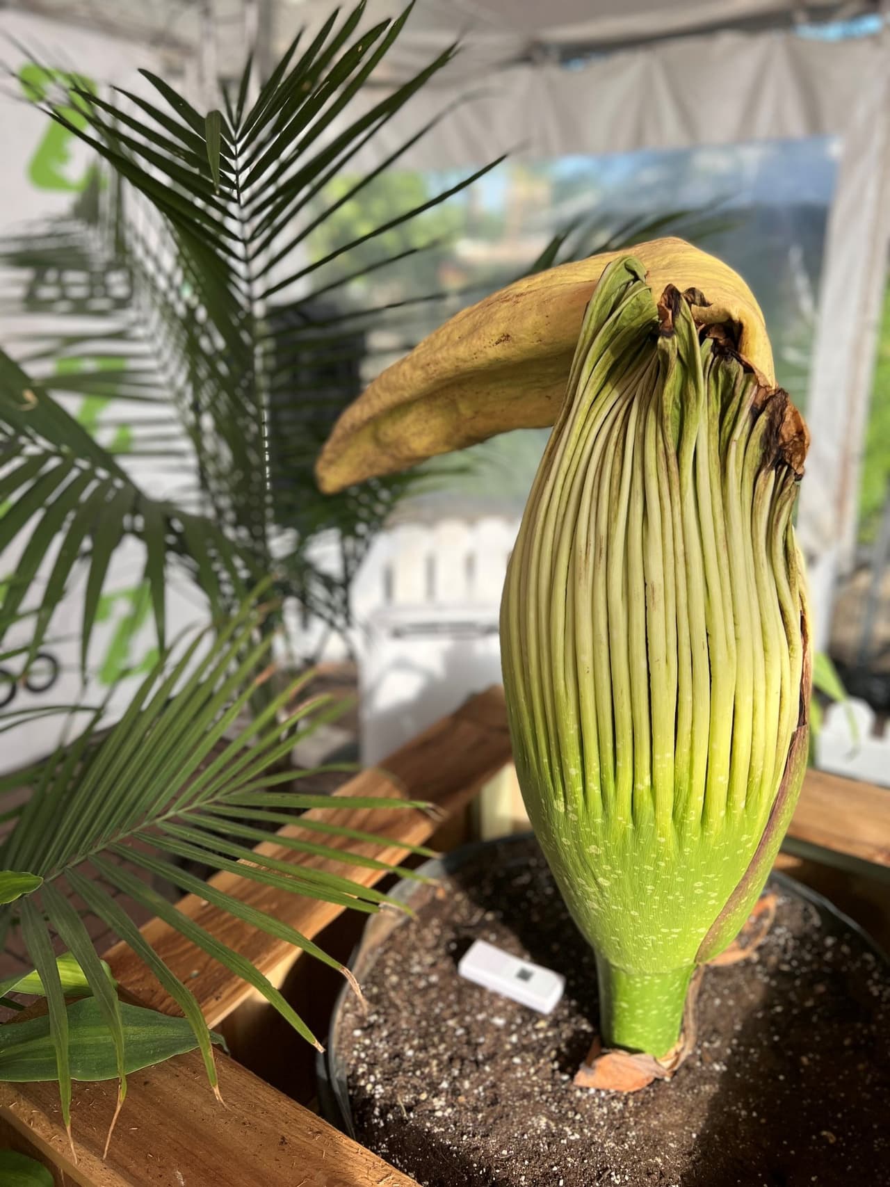 Sin embargo, no pasó. Se informó este pasado lunes el inicio de la descomposición de "La Llorona" tras notar una flacidez. La descomposición es un proceso natural para el ciclo de vida de la flor.