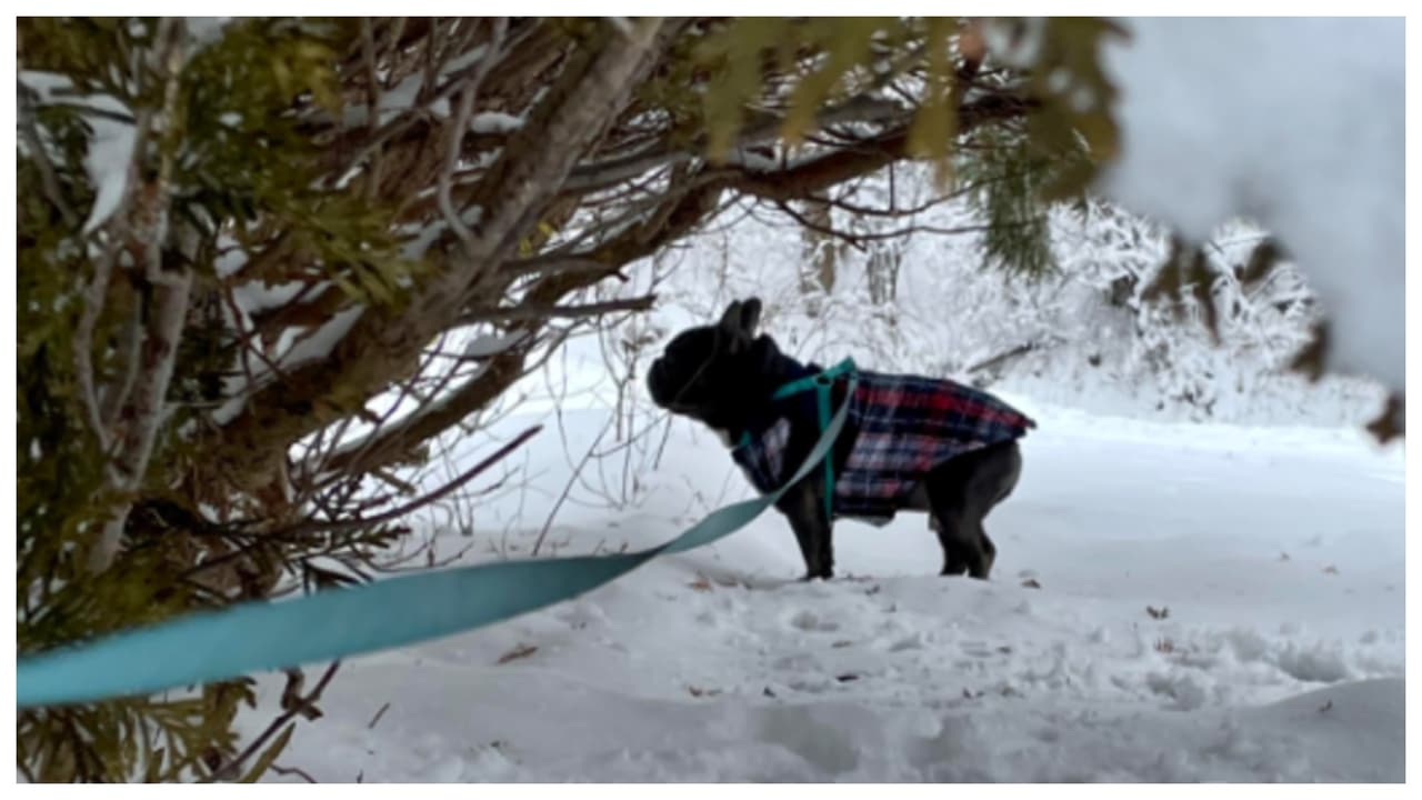"A Tito le encanta la nieve". Autora Mónica Prado.