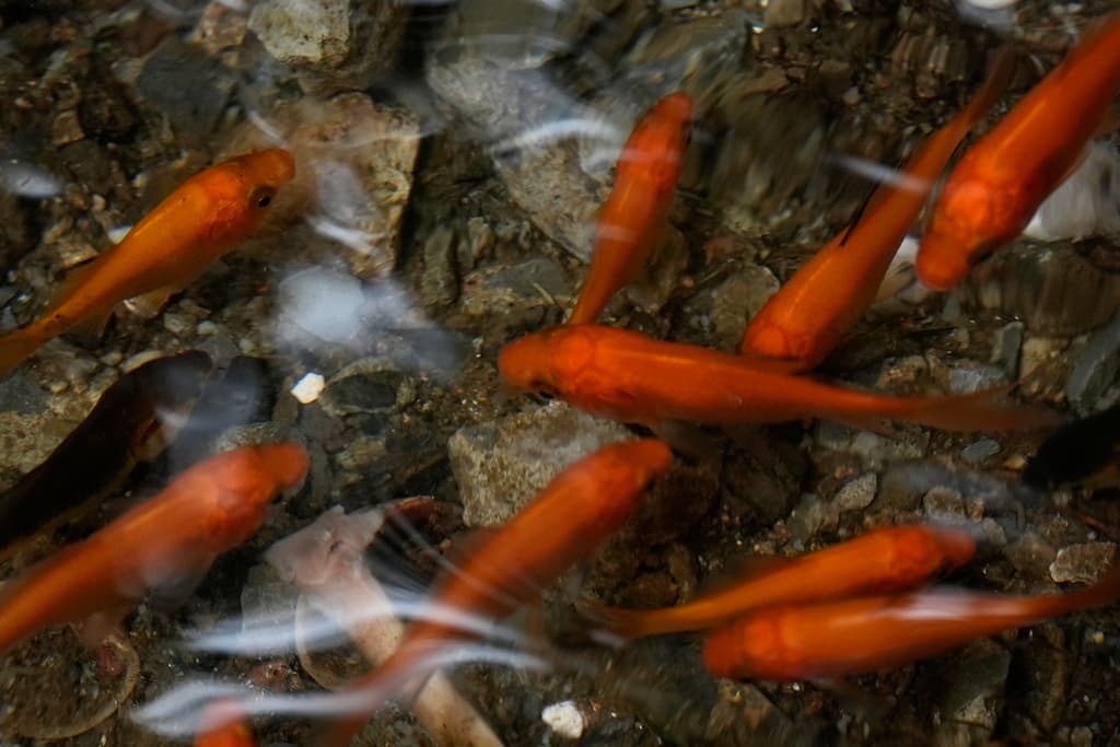 Un pequeño acuario improvisado en la calle es la nueva atracción de Brooklyn: ¿Por qué causa tanta polémica?