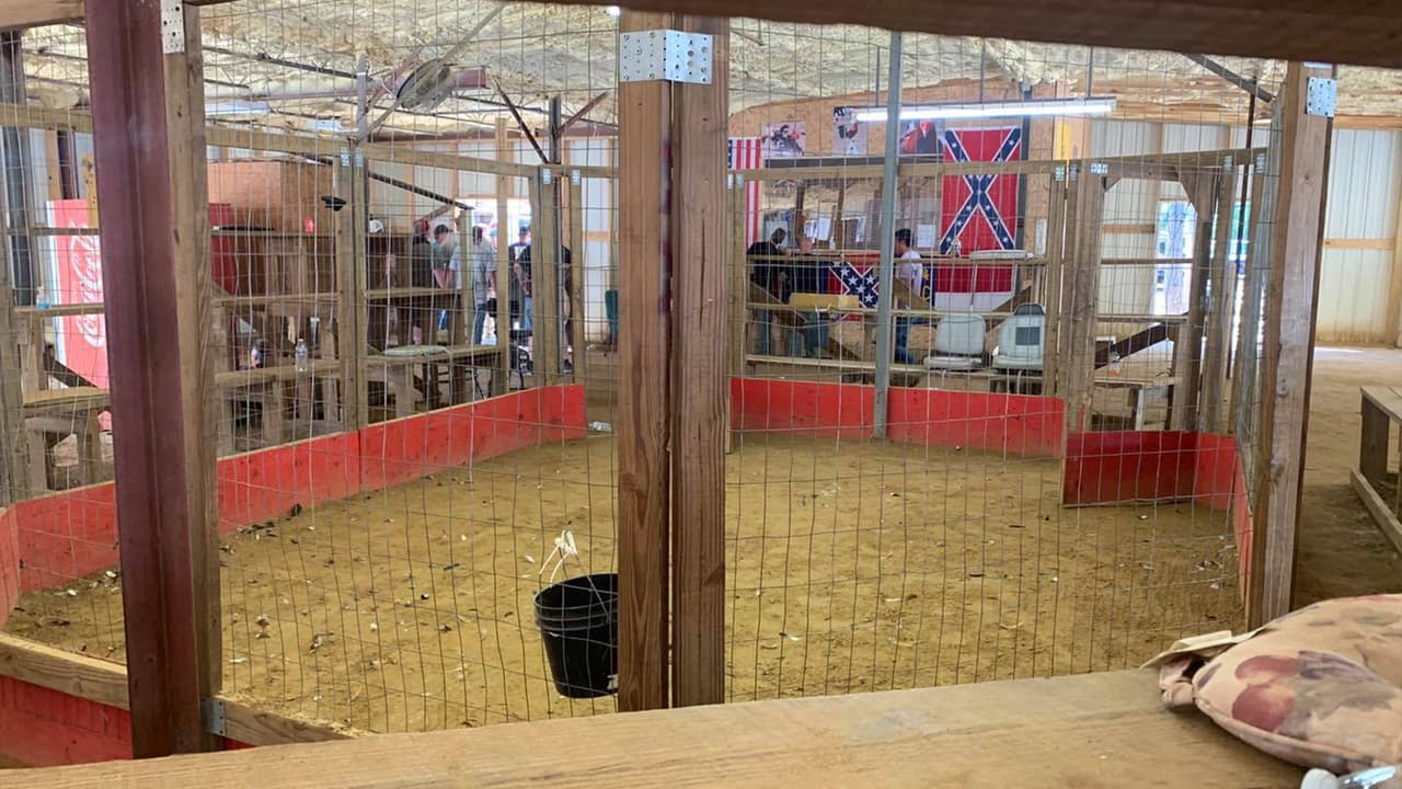 El procedimiento denominado "Operación Amanecer”, se ejecutó en Midville y resultó con 178 personas procesadas por cargos relacionados con peleas de animales o juegos de azar. Se incautaron cerca de 800 gallos, se confiscaron decenas de miles de dólares en ganancias de juegos de azar, así como armas de fuego y drogas ilegales.