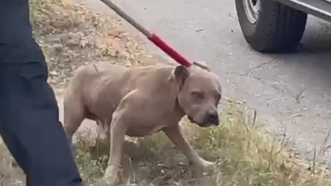 Empleada del servicio postal es atacada por un perro pitbull en San Antonio