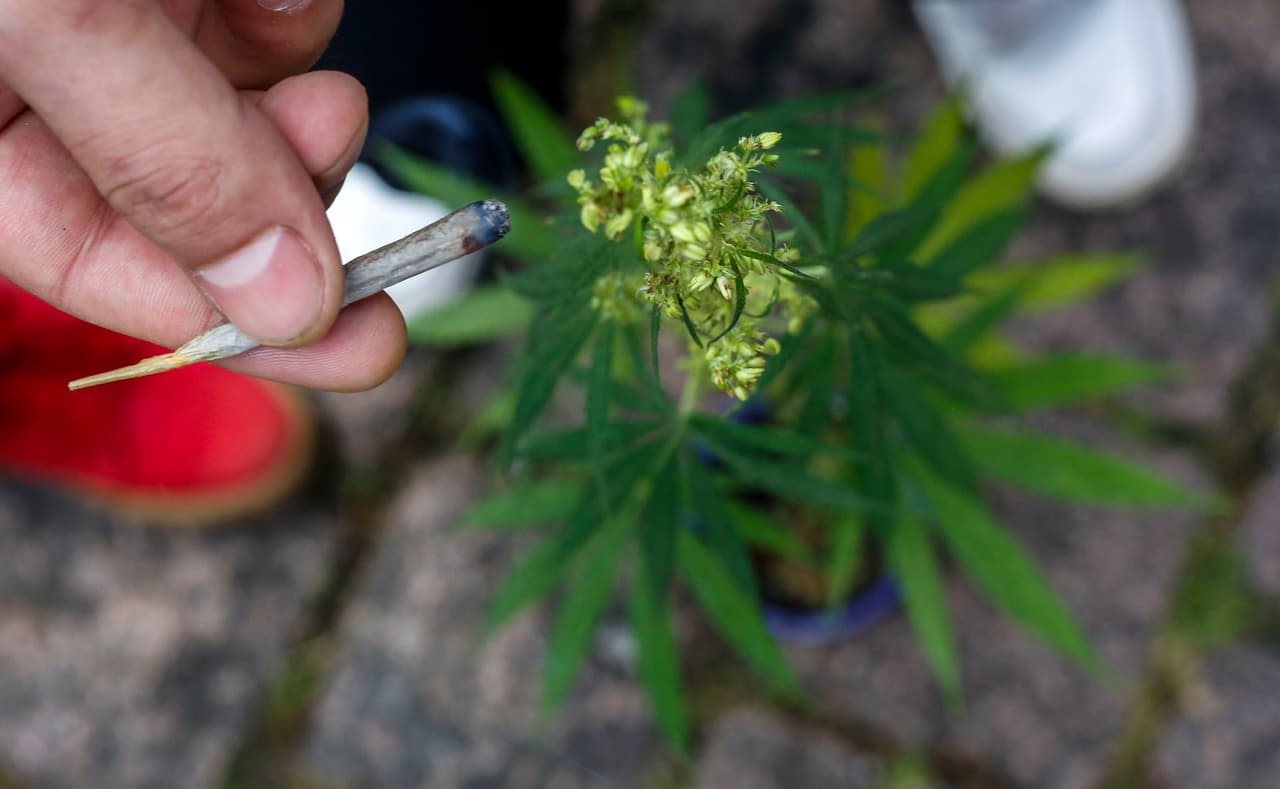 La gran mayoría de los votantes en Arizona favorece el uso recreacional de marihuana, muestra encuesta