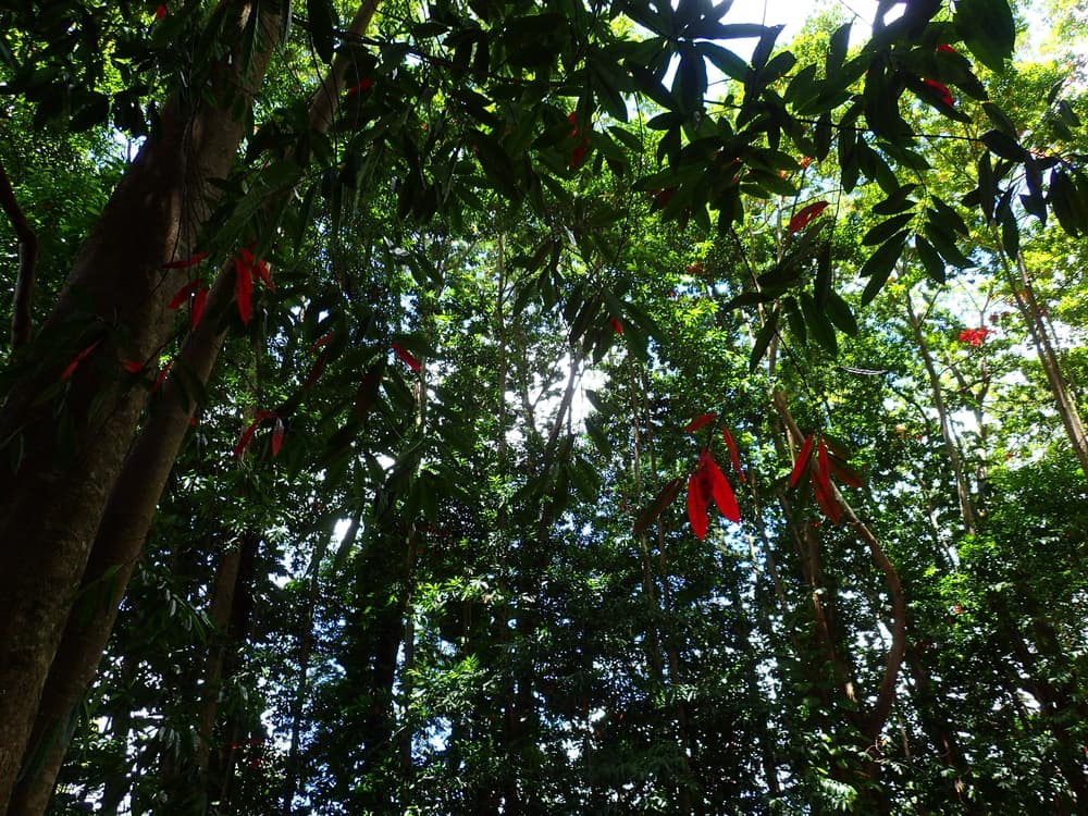 Este bosque de rudrakshas es el único que existe en todo Estados Unidos, gracias a los monjes que lo sembraron en Kauai. Tiene una particular vibra que se siente en el ambiente, ayudado también por la cercanía a su monasterio.