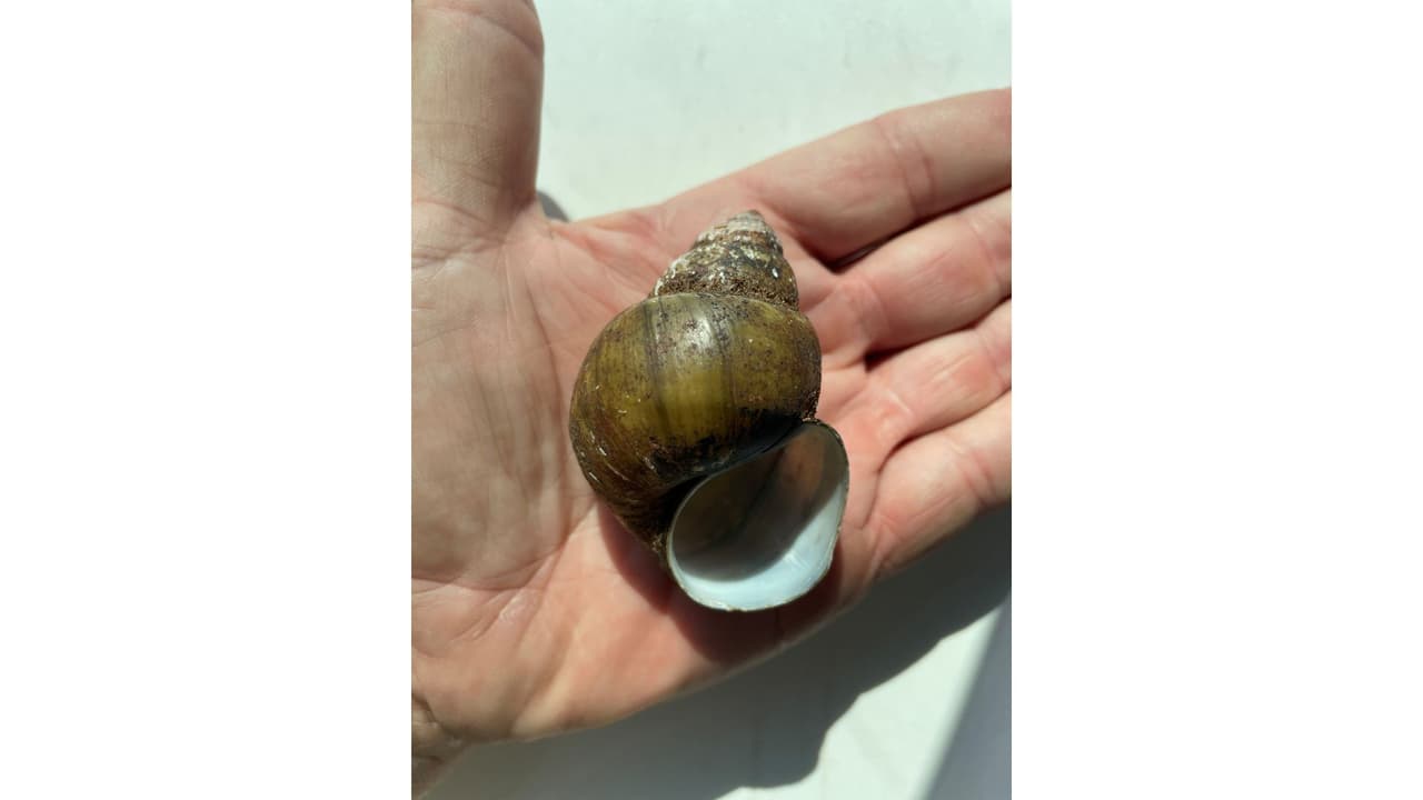 <h2 class="cms-H2-H2"><b>Se trata de los caracoles manzana y caracoles misteriosos </b></h2>
<br>
<br>Los caracoles analizados fueron caracoles manzana y caracoles misteriosos, indicaron las autoridades del Departamento de Recursos Naturales de Georgia.
<br>
<br>Al realizar pruebas de laboratorio, se confirmó la presencia de bajo nivel de gusano pulmonar de rata (un nematodo parásito) en ambas especies de caracoles.
<br>
<br>Este parásito puede transmitirse a las personas cuando los caracoles o las babosas se comen crudos o poco cocidos.
<br>
<br>Los caracoles manzana son originarios de América del Sur y los caracoles misteriosos son nativos del sudeste asiático, Japón y Rusia. Pero ambas especies se han introducido en varios estados, incluido Georgia.
<br>