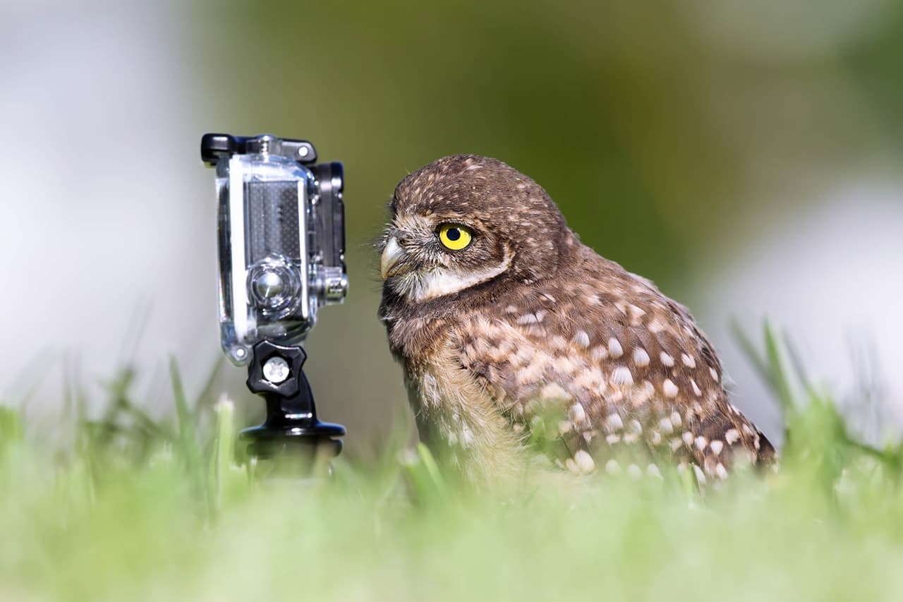 Hay búhos que no se conforman con salir bien en las fotos, ¡quiere lucir divinos!