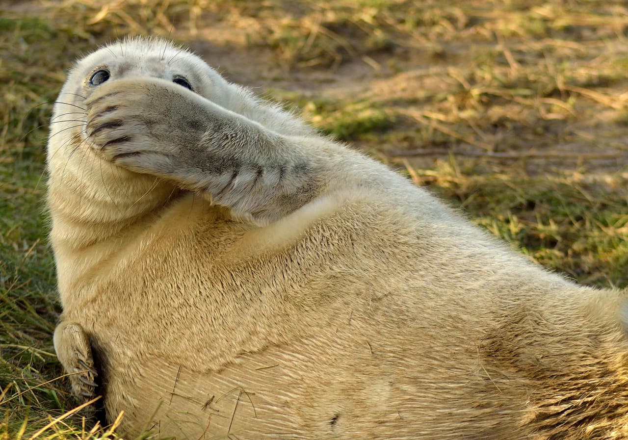 "¡Qué pena! ¡Qué vergüenza! ¡Qué situación tan bochornosa!", piensa esta divertida foca.