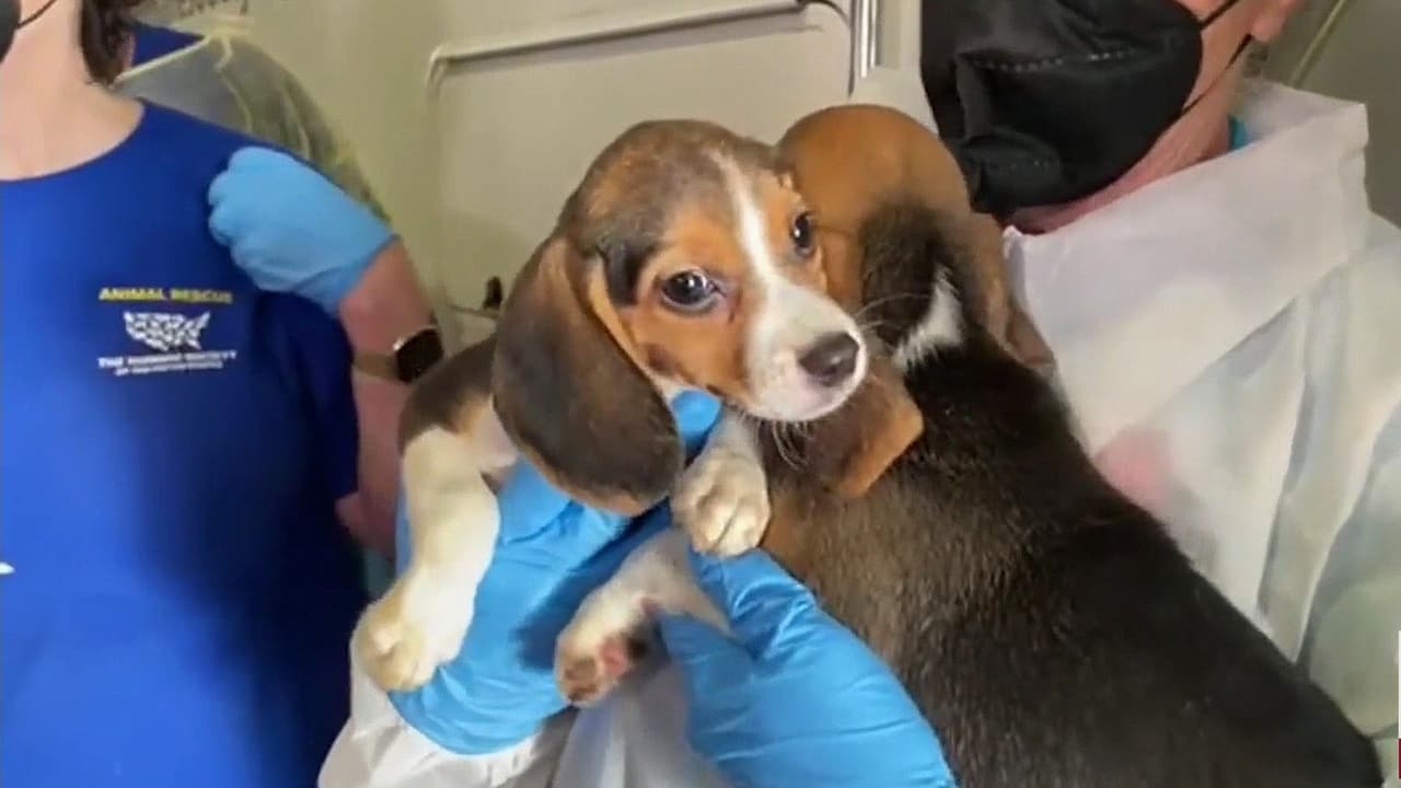 Inicia traslado de los beagles rescatados en Virginia a refugios: 400 salieron del criadero