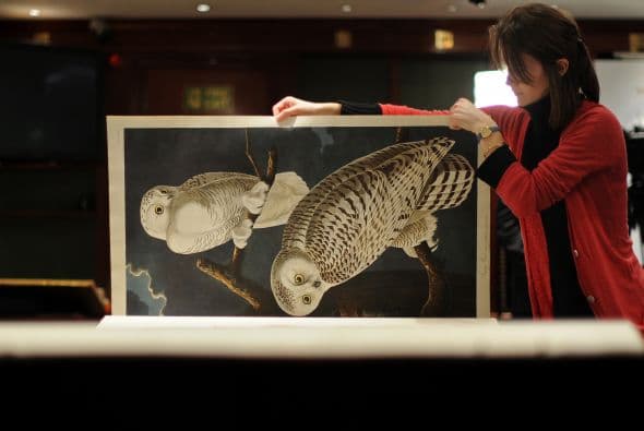 Una magnífico ejemplar de "Aves de América" del naturalista James Audubon estableció este martes un nuevo récord para un libro ilustrado, al venderse por 7.32 millones de libras ($11.55 millones) en una subasta organizada por Sotheby's en Londres.