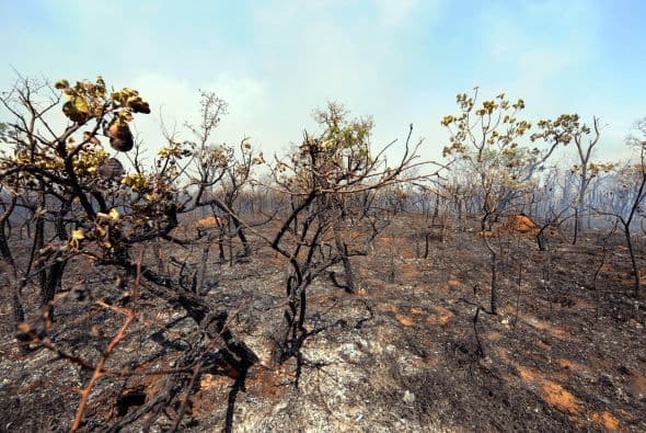 Los incendios forestales son habituales en cada invierno austral en el centro de Brasil, donde prácticamente no llueve nunca entre mediados de abril y comienzos de octubre, cuando comienza la estación húmeda.
