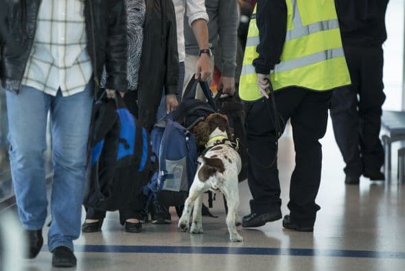 Las encontró en un vuelo que iba de Jamaica a Londres.