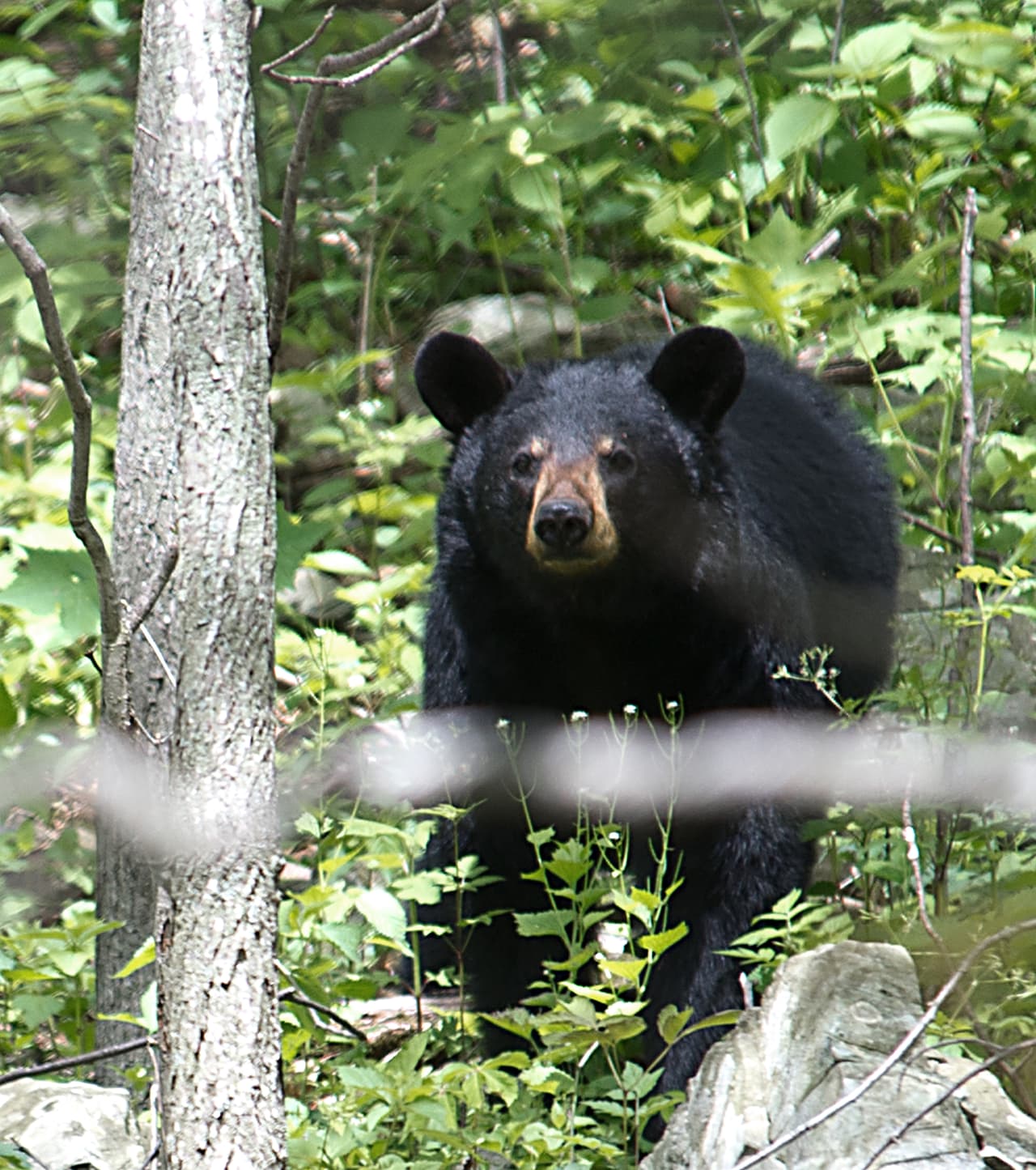 Un oso negro avistado en el Parque Nacional Shenandoah, en Virginia.