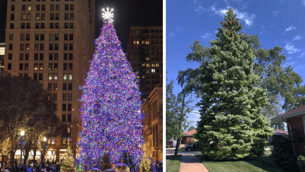 Navidad en Chicago: así será el encendido del árbol en Millenniun Park