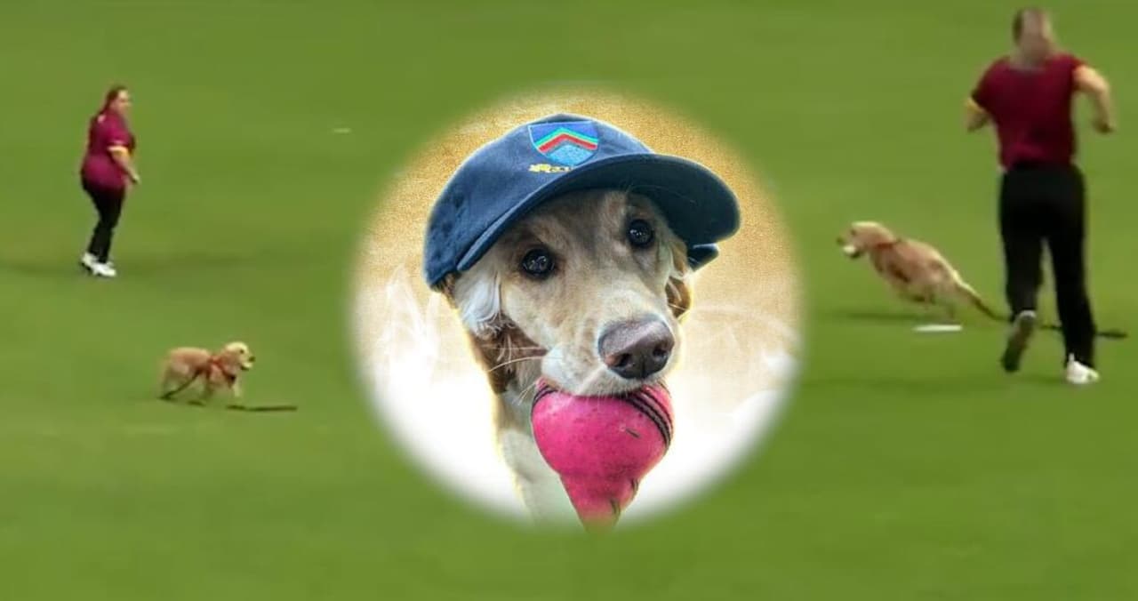 Un perrito interrumpió un partido de críquet y en lugar de regañarlo, recibió una sorpresa