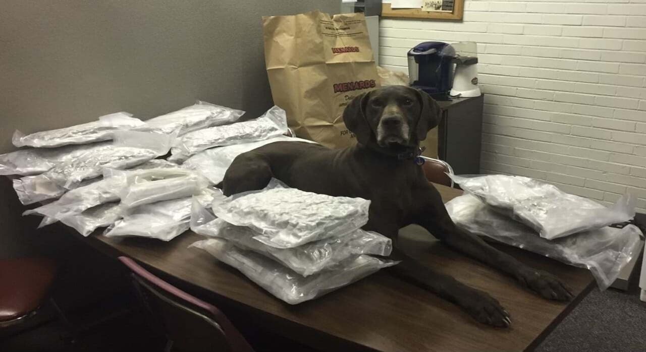 Nes fue traída de la República Checa, y entrenado en Shallow Creek Kennels - Premier Police Service Dogs