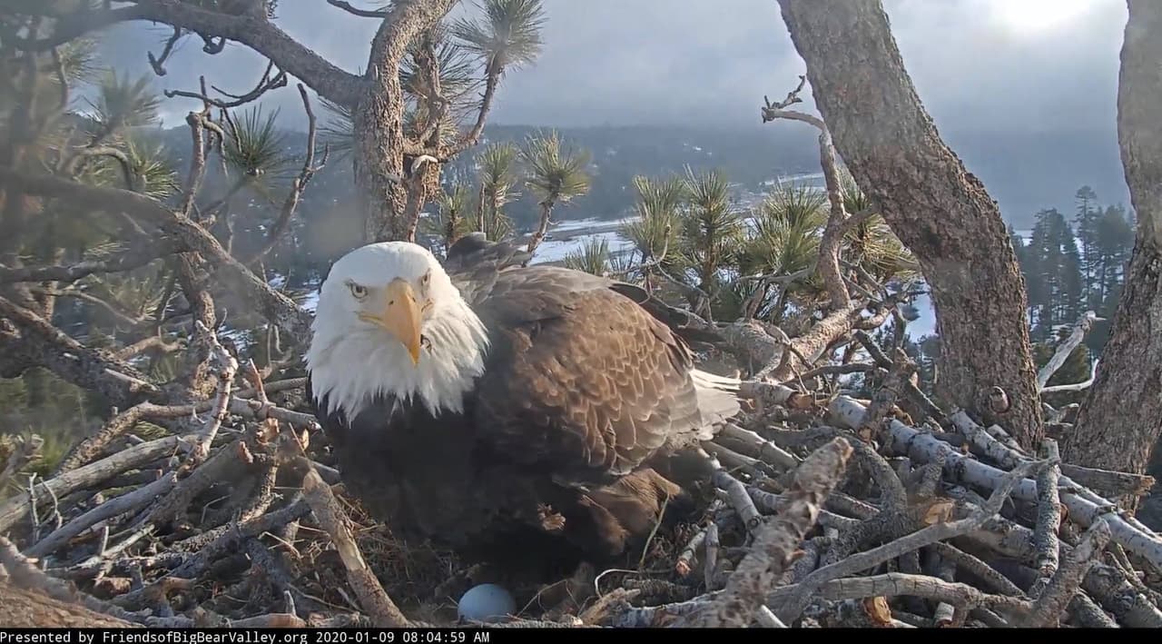 De acuerdo con The National Egle Center, la nidada promedio (grupo de huevos) es 1-3. Los huevos se ponen uno a la vez con una separación de uno o dos días entre cada huevo.