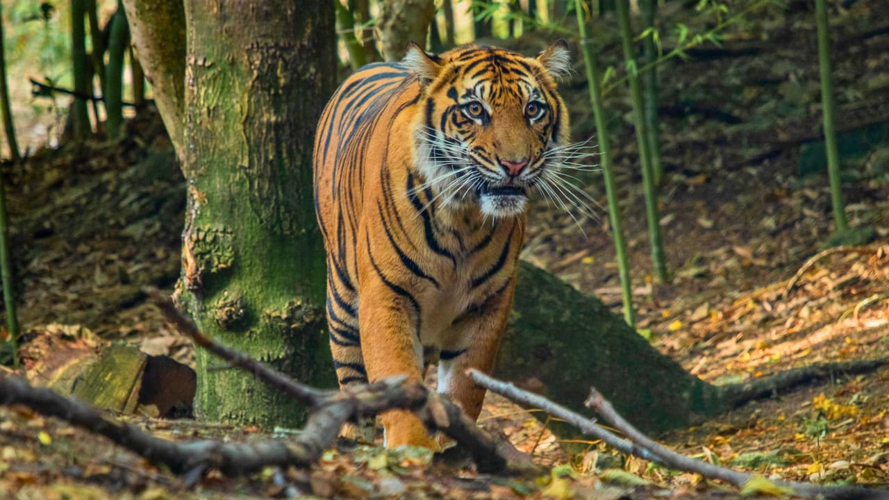 Fechas:
<b>Desde el 22 de noviembre hasta el 4 de enero, de 5:30 p.m. a 9:00 p.m.</b>
<br>Entradas:
<a href="https://www.dallaszoo.com/zoolights/" target="_blank">A la venta en línea</a>.
<b>Los boletos comienzan en $16 para adultos y los niños menores de 2 años entran gratis. </b>Ubicación:
<a href="https://maps.app.goo.gl/YYx6SuXJo5GNtkcx7" target="_blank"><b>Dallas Zoo, 650 S. R.L. Thornton Freeway, Dallas</b></a>.
<br>Recuerda comprar tus boletos con anticipación, ya que el evento puede agotarse rápidamente.