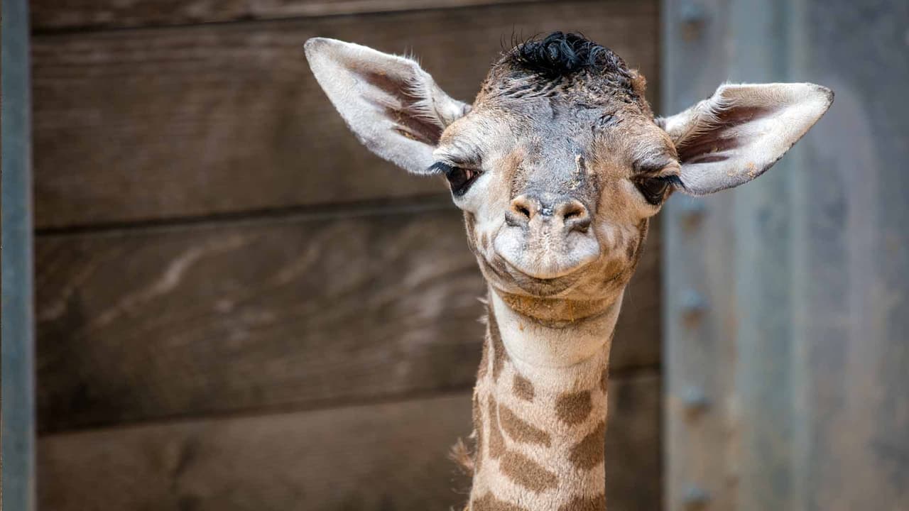 La jirafa pertenece a la especie de los Masai.