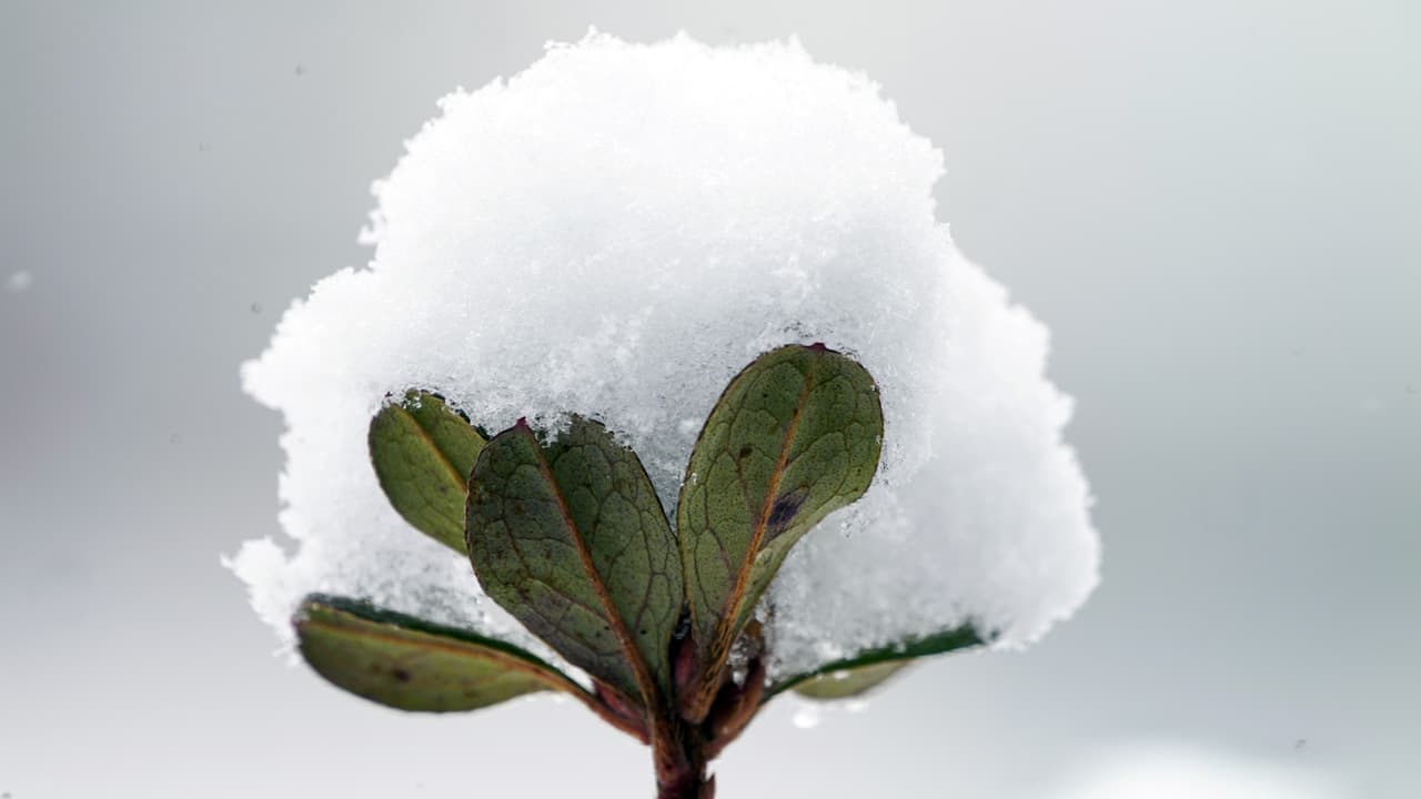 ¿Qué pasó ayer? Las inusuales nevadas del Lunes de Pascua en Maryland y Virginia
