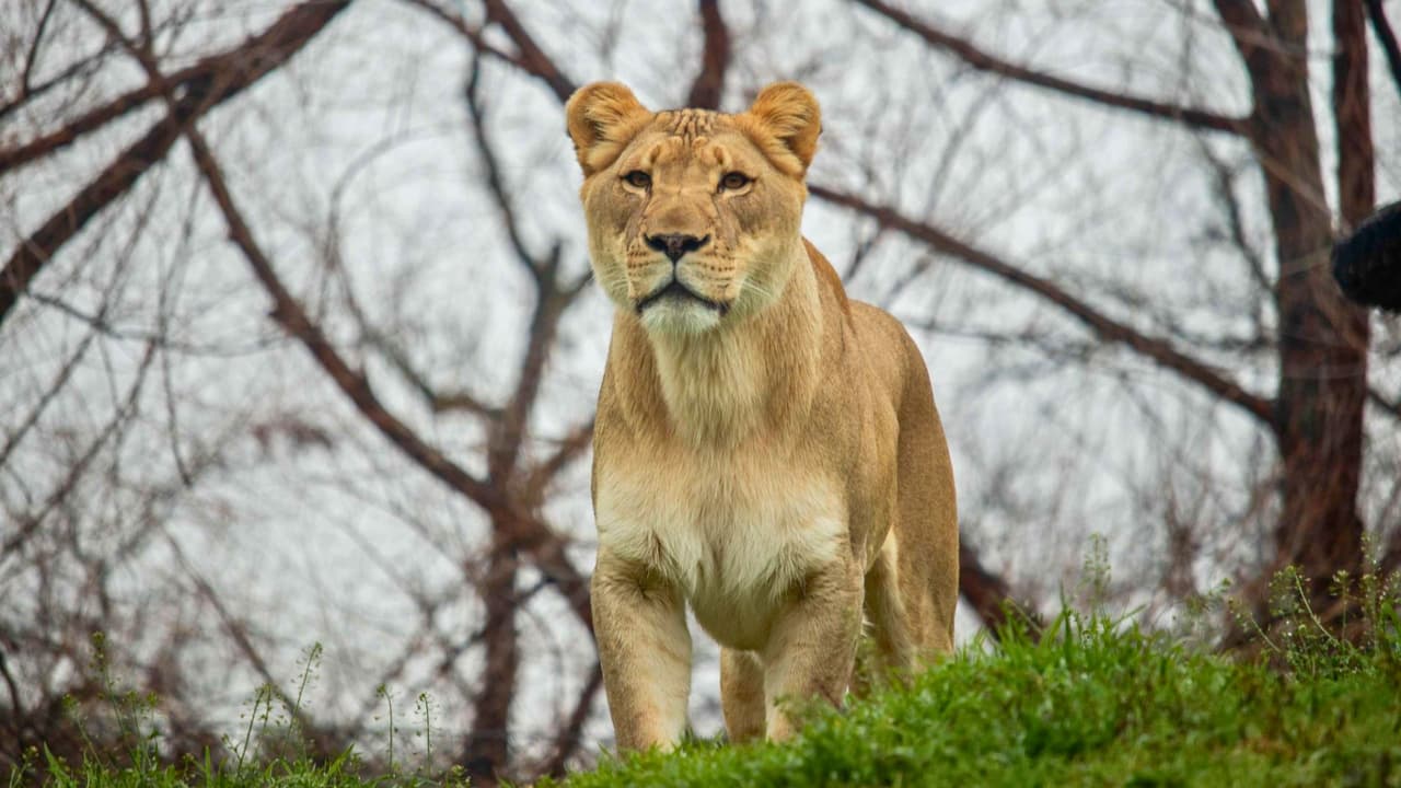 <h3 class="cms-H3-H3">¿Qué incluyen los Dollar Days? </h3>
<br>🎟️
<b> Entrada general por solo $1</b> para todos los visitantes desde los 3 años (los menores de 2 entran gratis).
<br>
<b>🌭 Snacks y bebidas a precios especiales:</b> palomitas, helados, refrescos y más desde $1, y los hot dogs estarán a $4.
<br>
<b>🎫 Pase de Ahorros de Verano opcional por $25</b>, con acceso ilimitado a:
<br>Exhibición
<i>Destination: Dinosaurs </i>
<br>Carrusel de especies en peligro
<br>
<i>Tren Monarch Express Mini-Train </i>
<br>Alimentación de jirafas y aves
<br>Experiencia de realidad virtual
<i>Wild Explorer </i>
<br>
<b>⚠️ Cantidad limitada de pases de ahorro disponibles en los Dollar Days.</b>