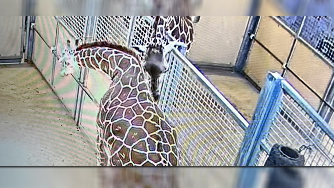 Stephanie fue mantenida en estrecha observación y bajo cuidados prenatales veterinarios durante los 15 meses de embarazo.