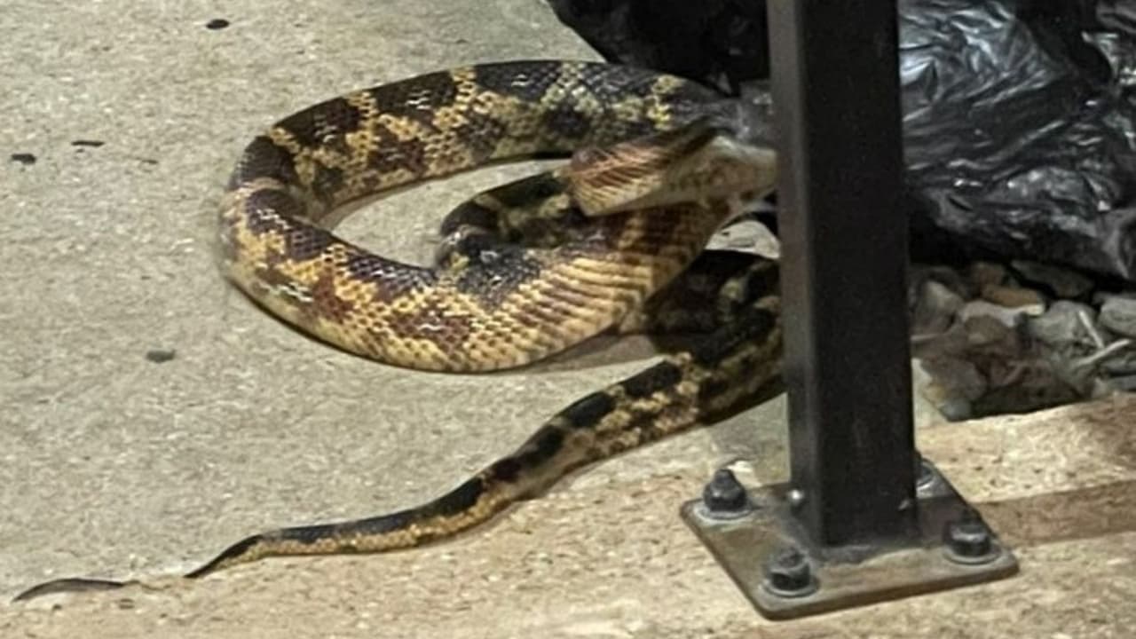 En Irving, Carlos Niki salió a tirar la basura y se halló a esta serpiente afuera de su complejo de apartamentos y escondida entre unas bolsas negras.