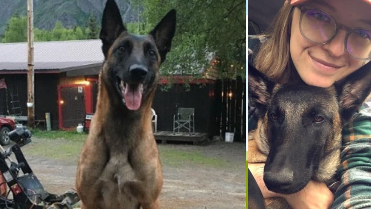 Murió ‘Eva’, la perrita del norte de California que peleó contra un puma para salvar a su dueña