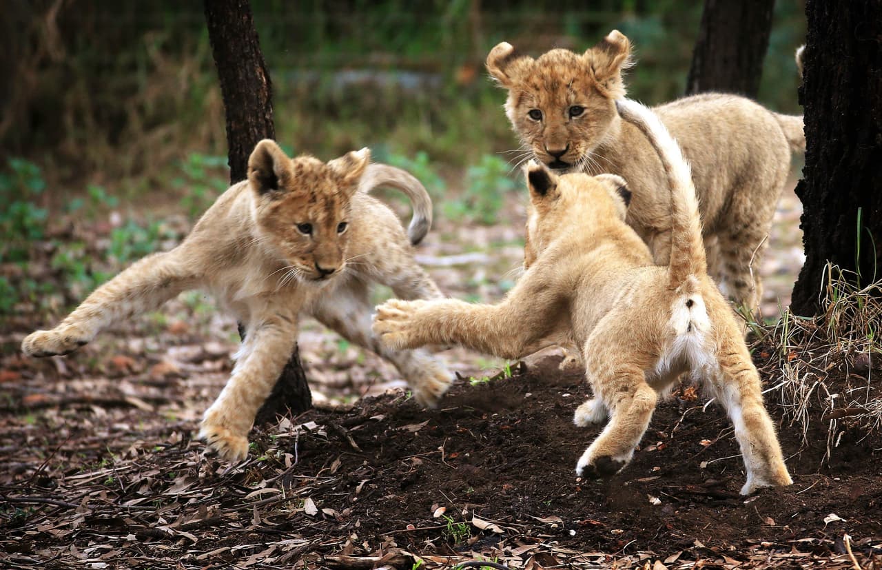 De vez en cuando pelean, pero como son hermanos de inmediato se perdonan.