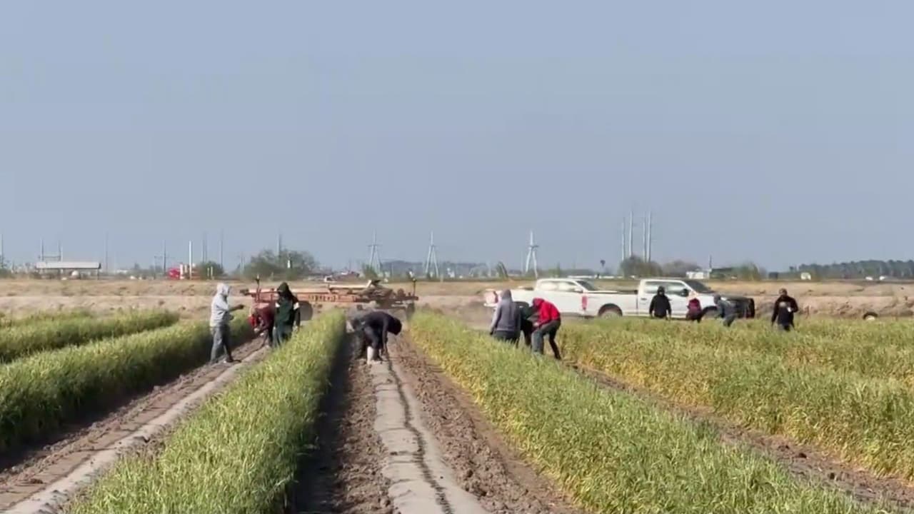 La misteriosa enfermedad renal que afecta a trabajadores agrícolas en EEUU: ¿Qué se sabe?  