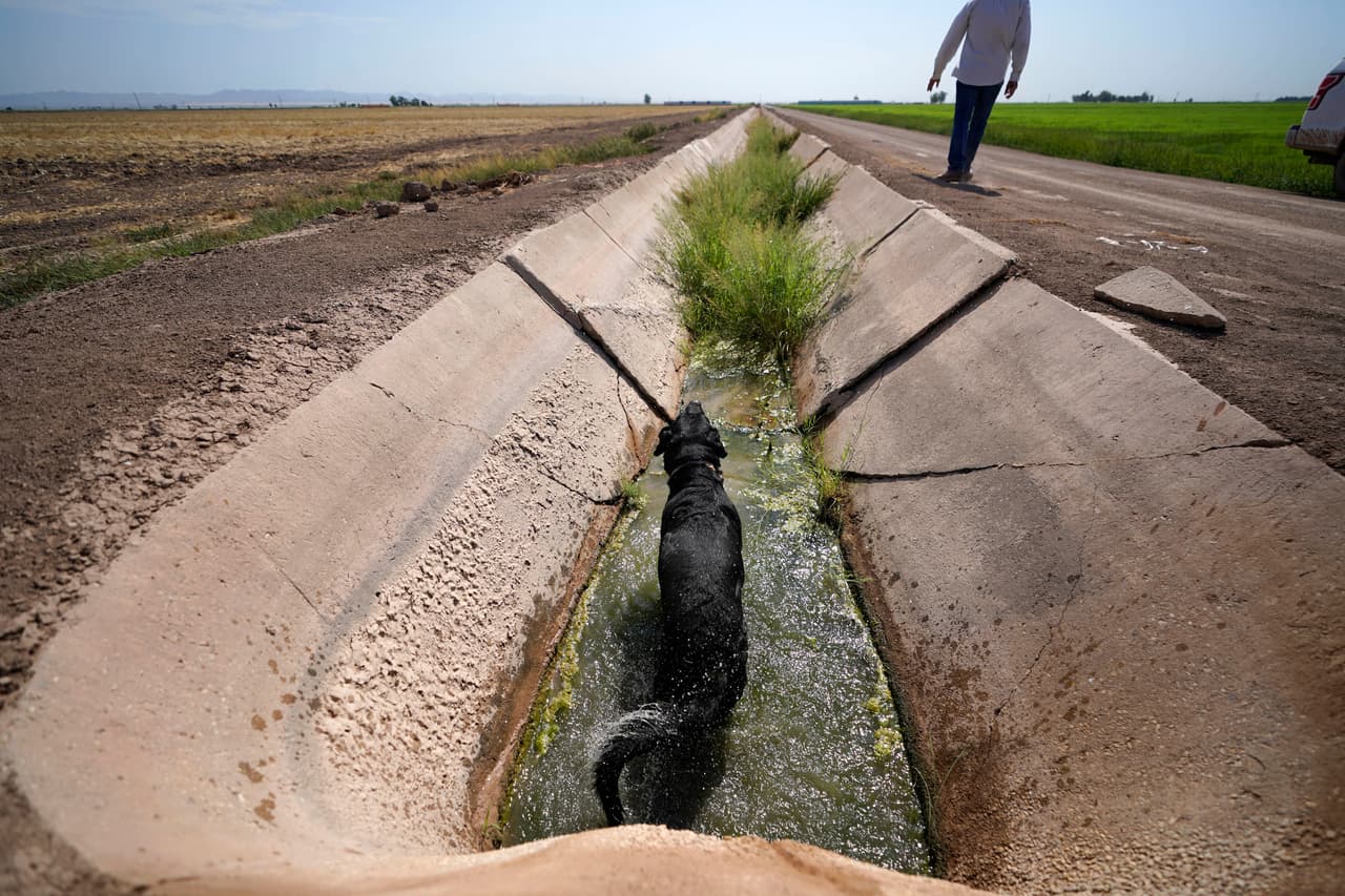 El agricultor Larry Cox camina junto a un canal que apenas tiene agua en sus tierras de Brawley (California), mientras su perro se da un baño. Foto del 15 de agosto del 2022.
