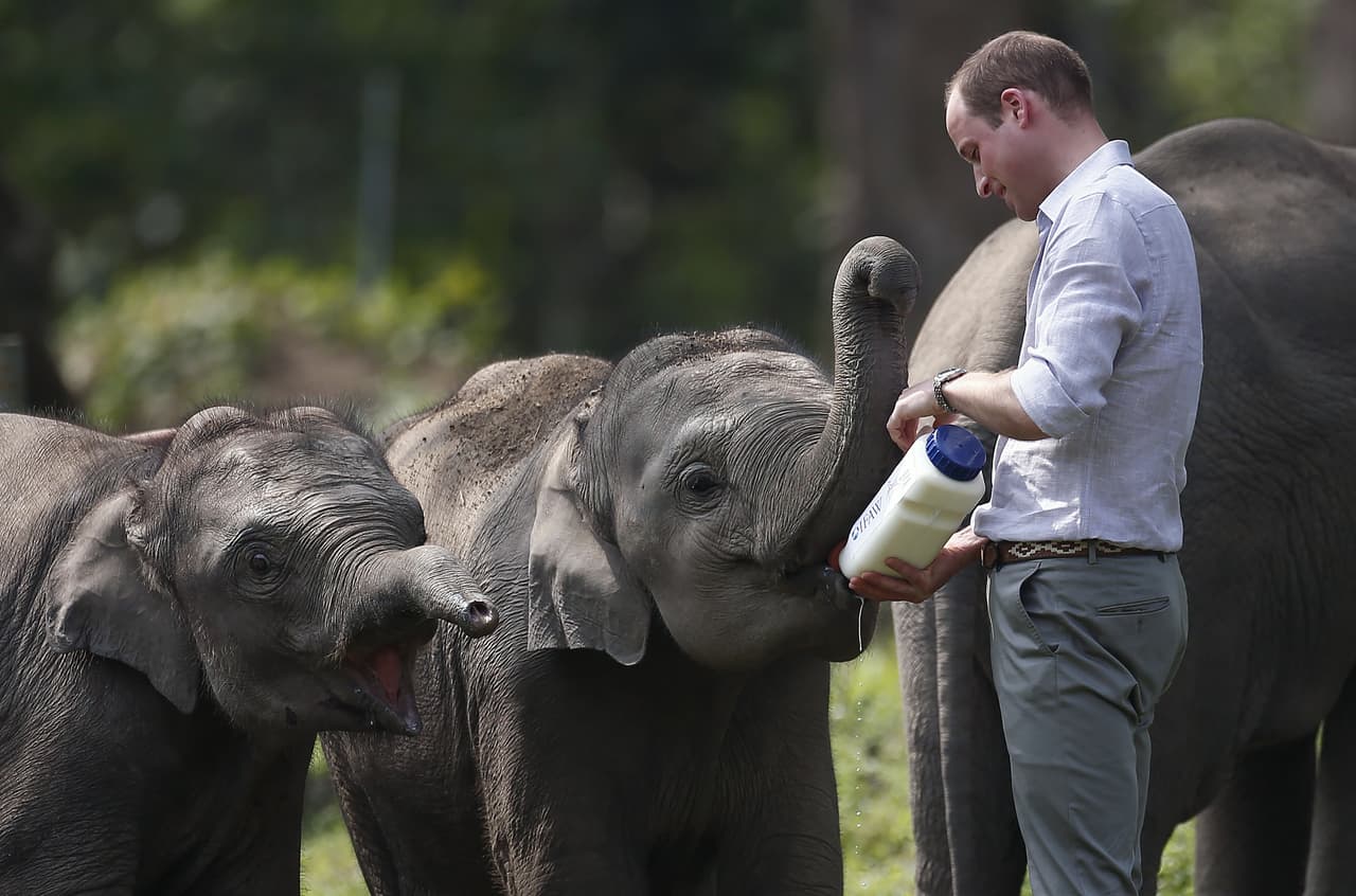 ¡Mira qué hermosos elefantes!