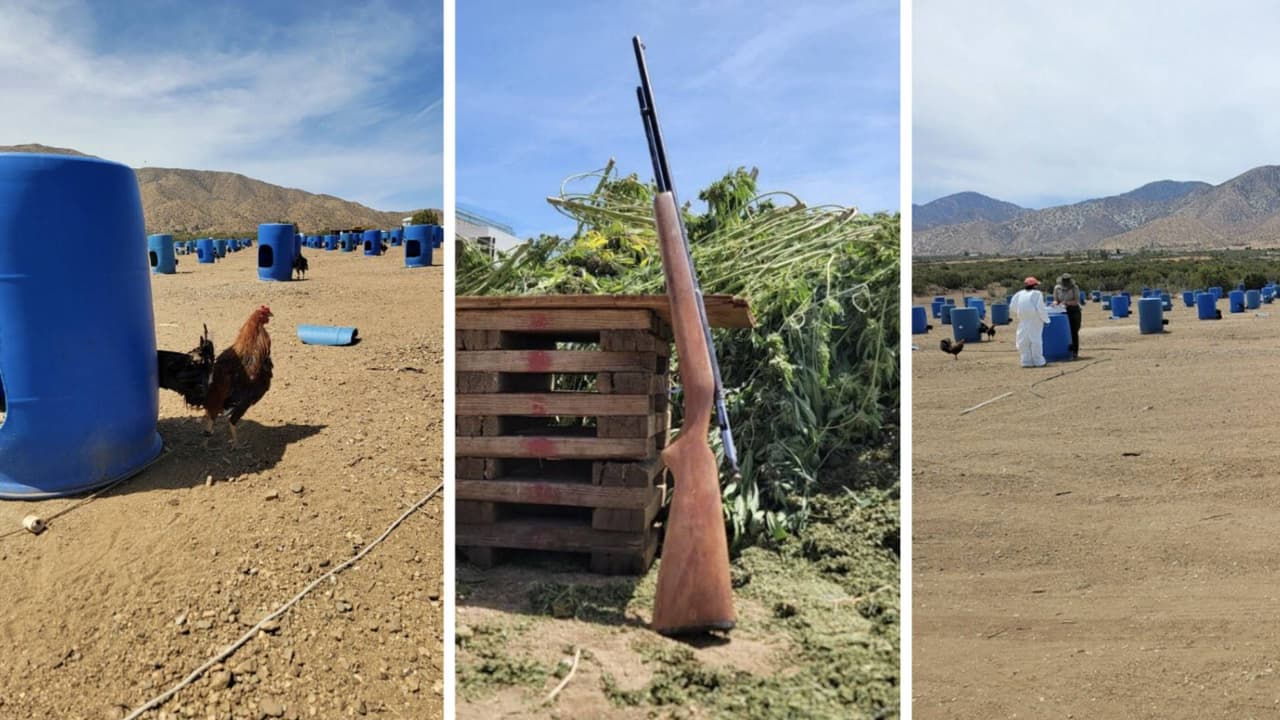 Recuperan más de 220 gallos de pelea y droga en zona del desierto al norte de Los Ángeles