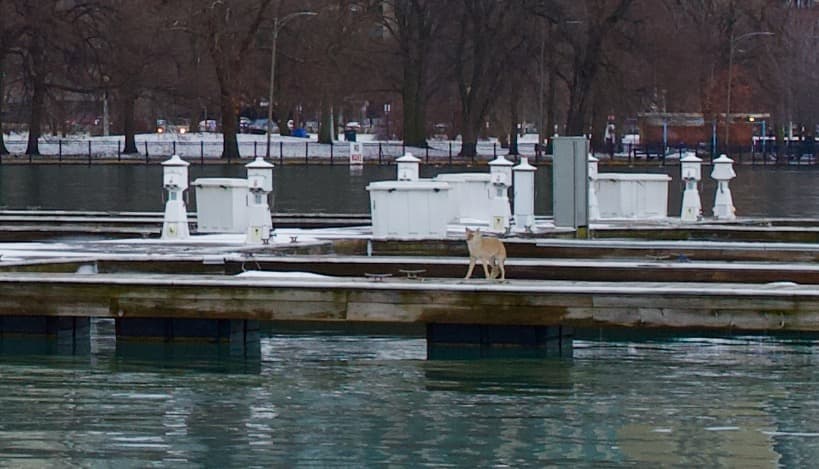 Sin embargo, esta vez resultó que este nuevo avistamiento solo se trababa de un coyote petrificado, o sea una estatua.