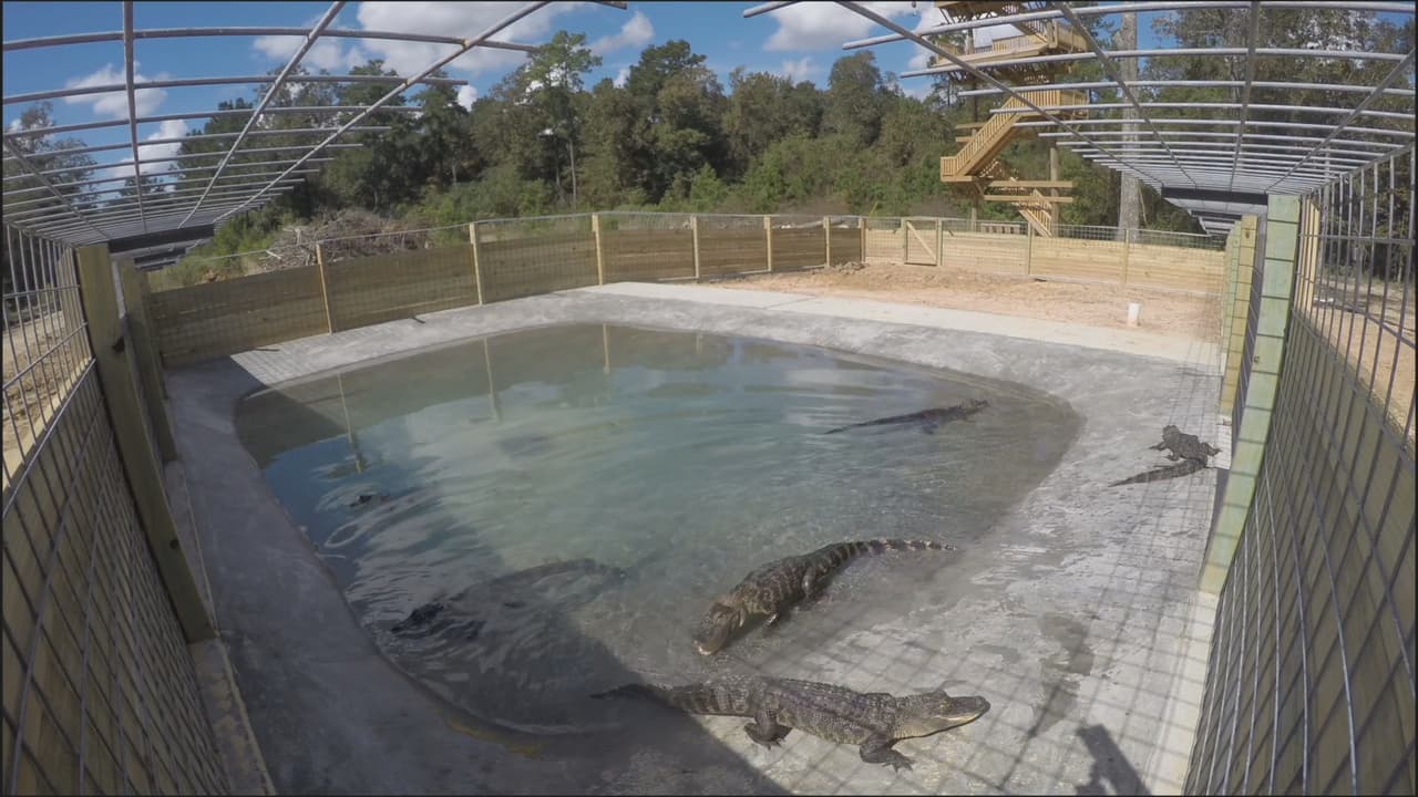 Los visitantes también pueden tener un encuentro cercano con caimanes, pero protegidos por una maya.