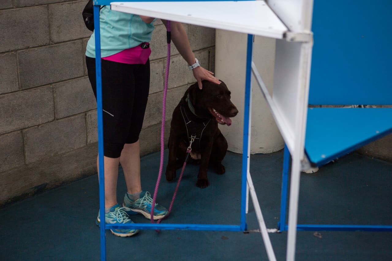 El sobrecalentamiento de tu amigo perruno incluye jadeo excesivo.