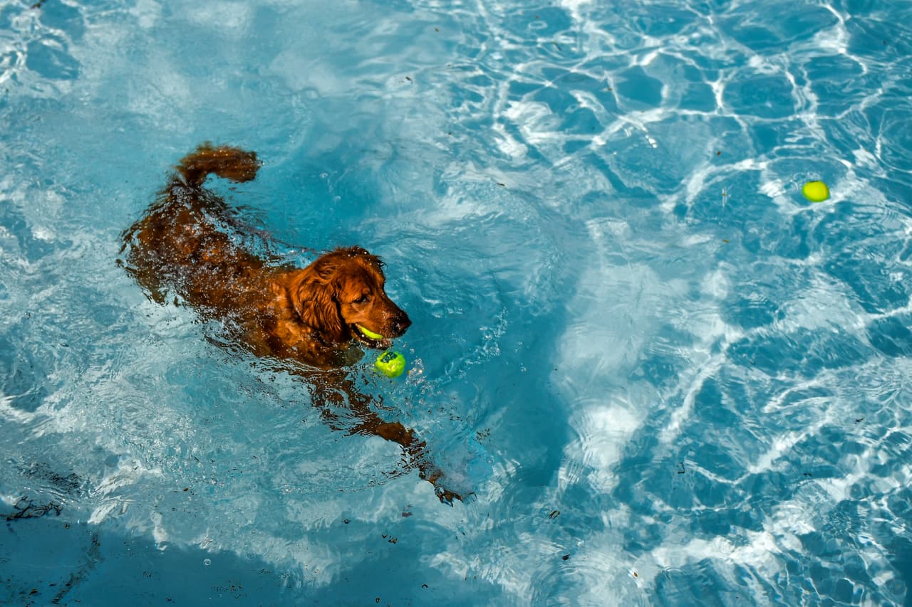 Mientras, otros practicaron el viejo juego que no pasa de moda: recuperar la pelota.