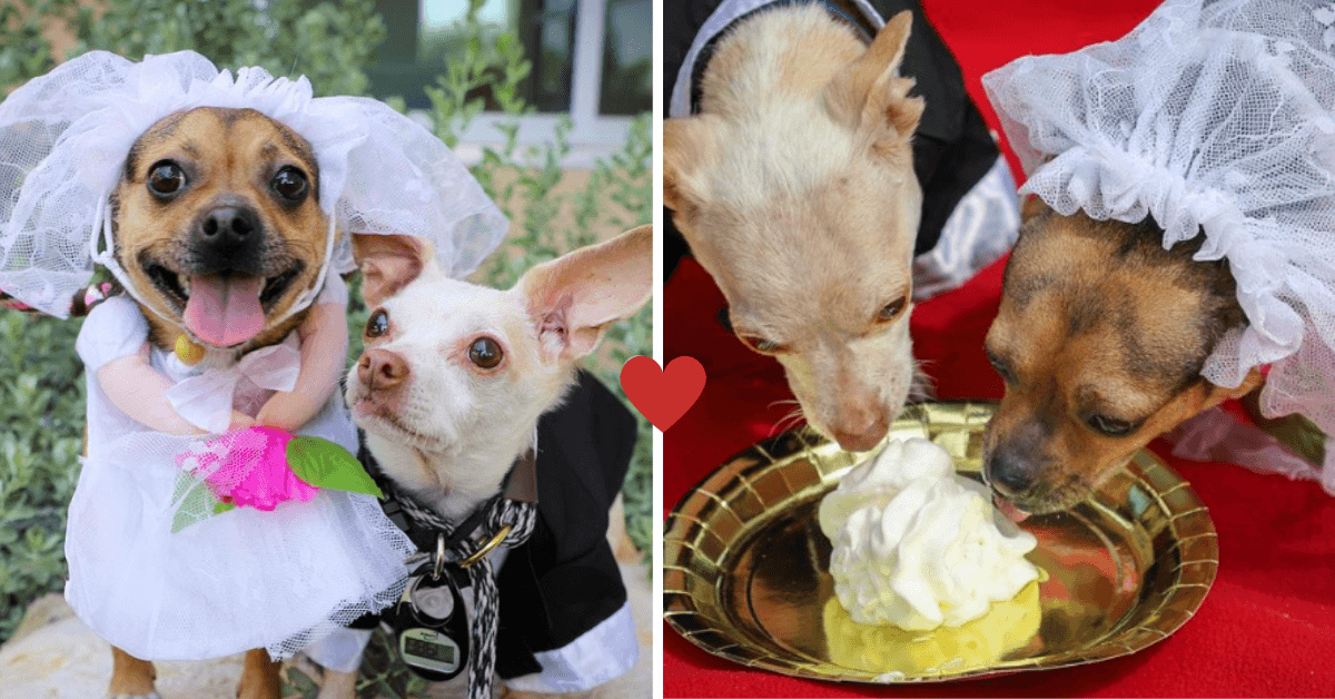Dos perritos chihuahua "se casaron" para ser adoptados juntos: mira cómo fue la ceremonia