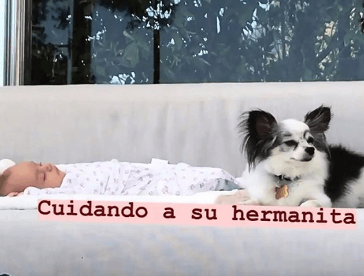 <b>Mauricio</b> y 
<b>Aislinn</b> tienen una pequeña perrita, la cual ahora es la hermana de
<b> Kailani</b>.