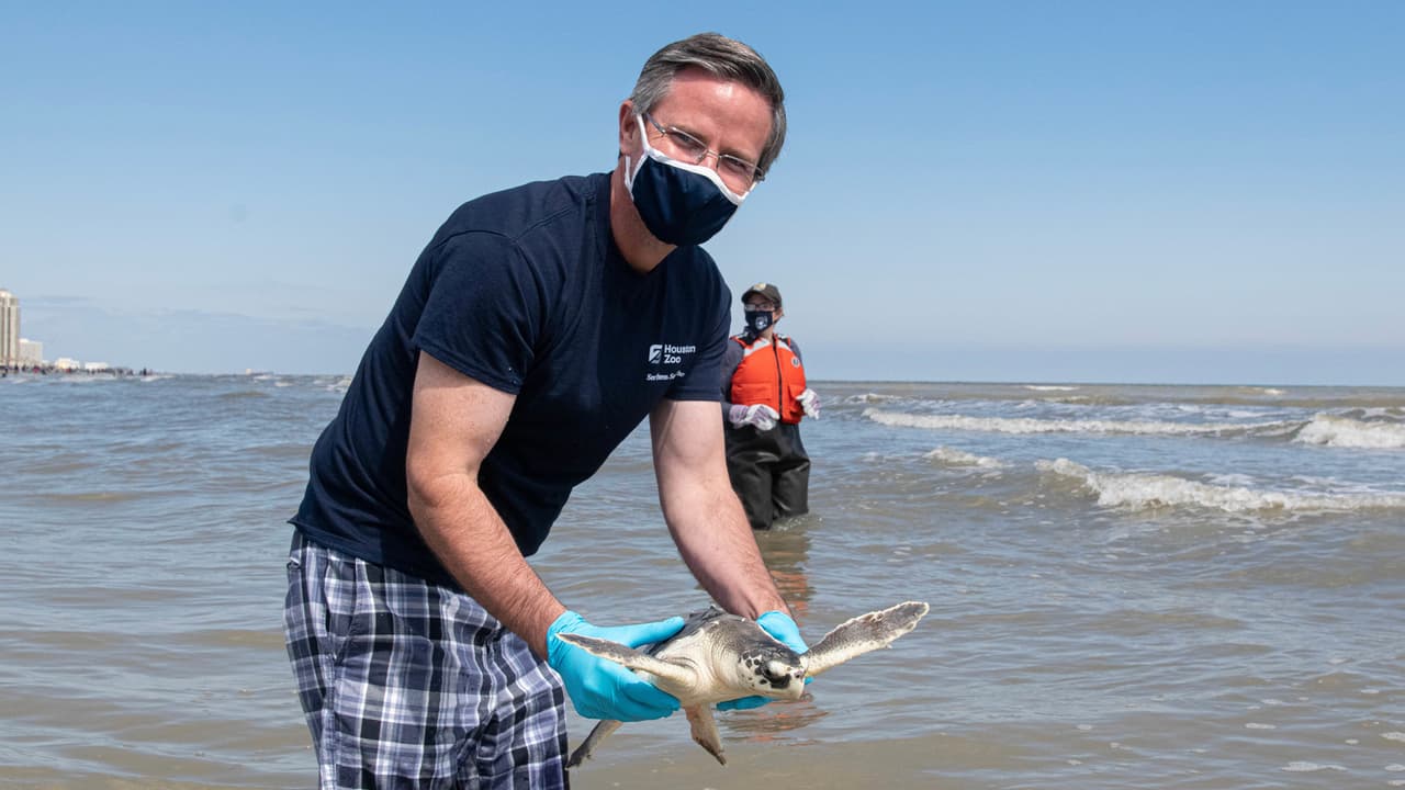 "La liberación de estas tortugas marinas fue la culminación de muchas semanas de arduo trabajo por parte del personal del Zoológico de Houston para asegurarse de que los animales estuvieran rehabilitados, fuertes y listos para regresar a su hogar en el océano", dijo Lisa María Avendaño, vicepresidenta de operaciones del Zoológico de Houston.