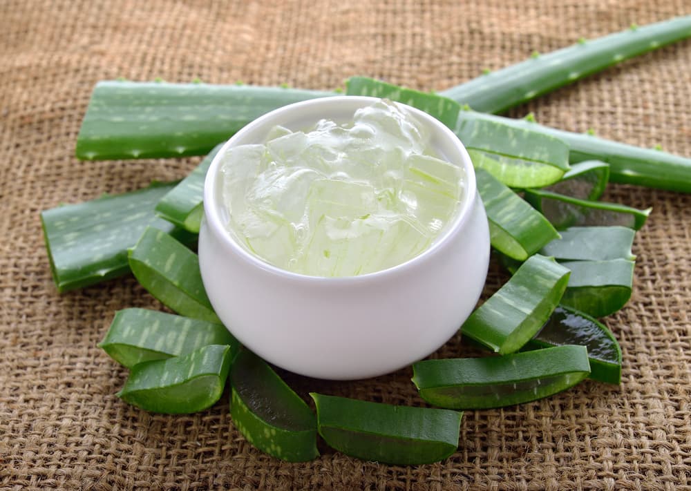 También el aloe es usado dentro de la dermatología para aliviar la psoriasis, ya que combate la picazón y las costras. Para luchar contra la caída del pelo, fortalecerlo y darle brillo se usa igual en muchos productos y haciendo masajes sobre el cuero cabelludo.
