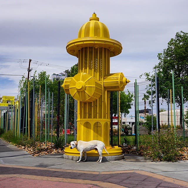 Malas noticias le dieron a Poh la última vez que fue al veterinario: su salud estaba empeorando gravemente.