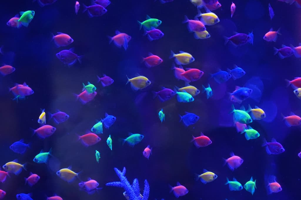 Así es el nuevo museo de medusas que abrió en Pompano Beach