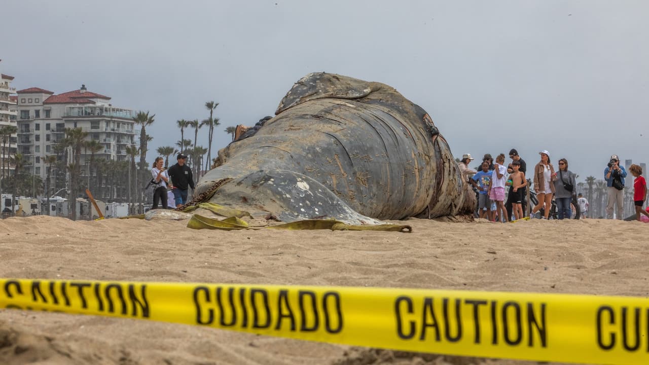Alisa Schulman-Janiger, experta en cetáceos, alertó sobre un posible repunte de muertes y la alarmante baja en la observación de crías en la actual migración hacia el sur.
