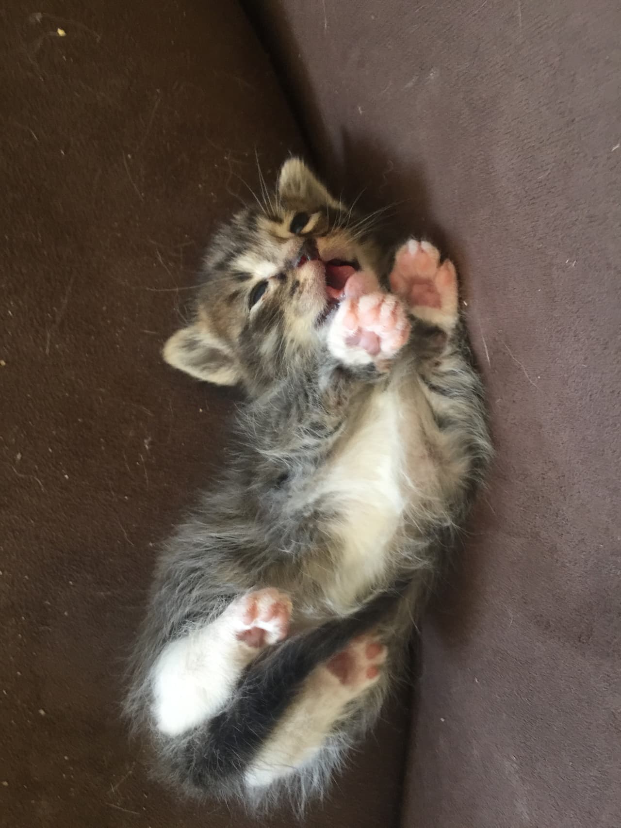 Los gatos no se encontraban en buen estado de salud.