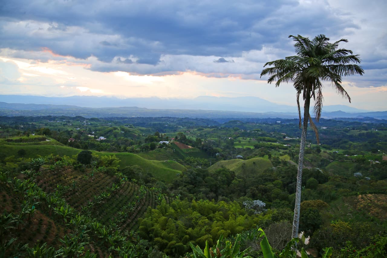 El paisaje filandeño está compuesto de una excepcional mezcla de plantaciones de café, plátano, bambú, palmas de cera y montañas.