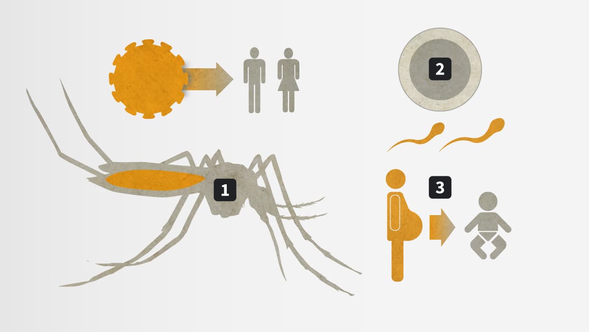 Cuáles son los síntomas del zika y otras preguntas sobre la enfermedad
