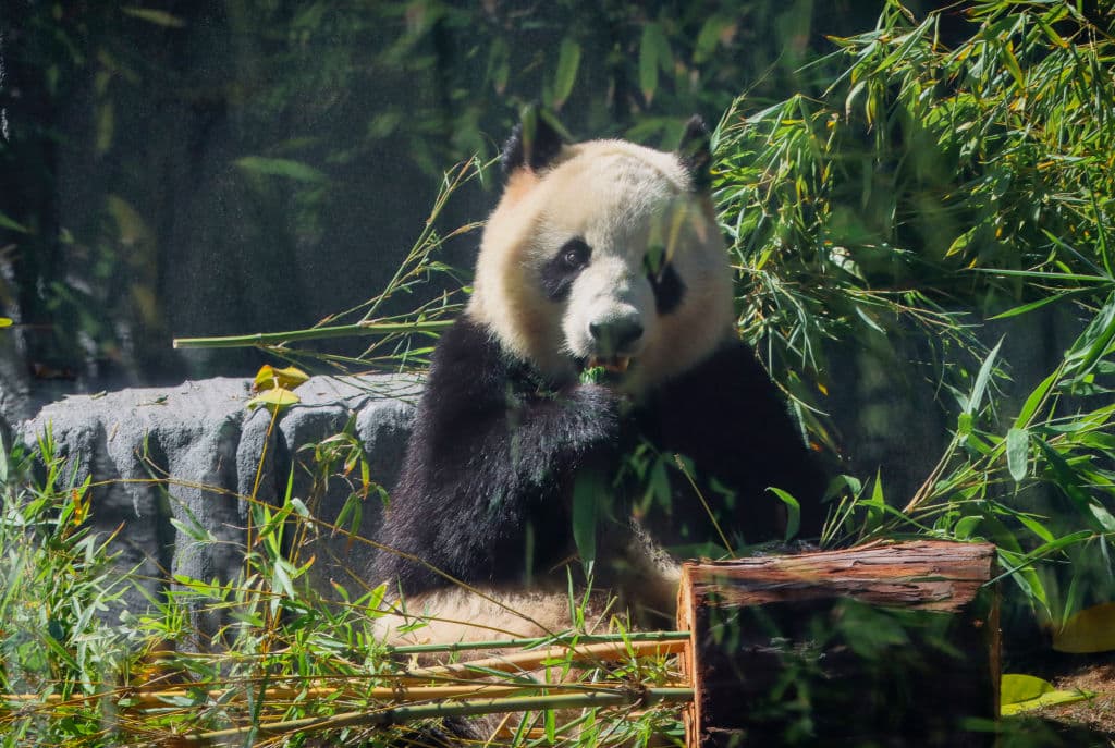 La pareja de osos panda gigantes no puede ser fotografiada junta, pues a estos animales les gusta proteger su espacio. Mientras Xin Bao (en la foto) se mantiene en un área, Yun Chuan marca su territorio.