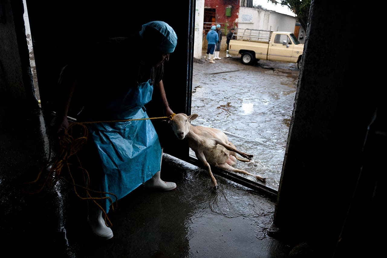Recién llegada al matadero, esta cabra fue arrastrada al sitio donde fue degollada.
<i>Huamantla (Tlaxcala), 2016.</i>
