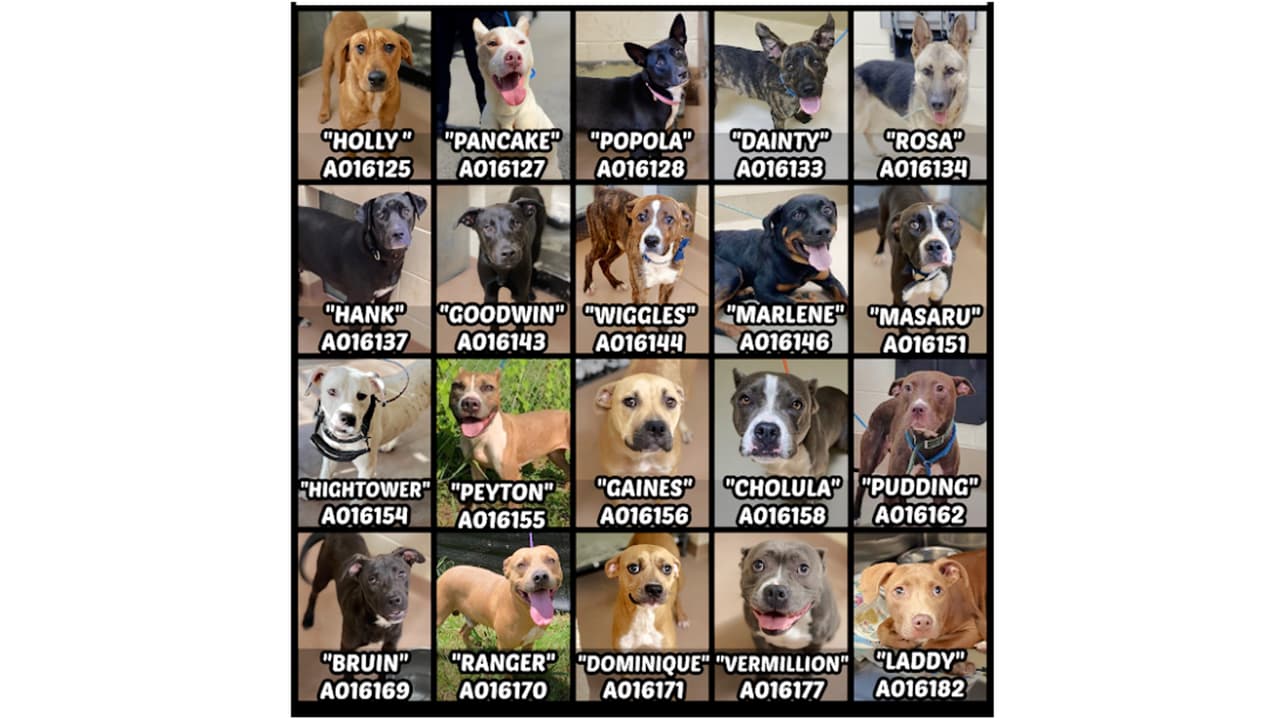 Urgen a la población a adoptar a 20 perros antes de que sean sacrificados